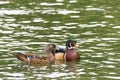 Male and female wood ducks, swimming in a pond with light reflecting Royalty Free Stock Photo