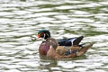 Male and female wood ducks, swimming in a pond with light reflecting Royalty Free Stock Photo