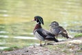 Male and female Wood Ducks beside water.