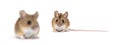 Male and female Wood mouse, Apodemus sylvaticus