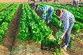 Multinational group of farm workers picking chard Royalty Free Stock Photo