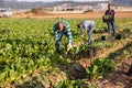 Multinational group of farm workers picking chard Royalty Free Stock Photo
