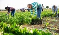 Multinational group of farm workers picking chard Royalty Free Stock Photo