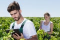 Male and female workers in vineyards Royalty Free Stock Photo