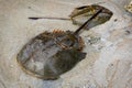 Male and female Xiphosura (Limulus polyphemus) Royalty Free Stock Photo