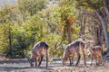 A male, female and young waterbuck  Kobus Ellipsiprymnus at a waterhole drinking, Ongava Private Game Reserve  neighbour of Eto Royalty Free Stock Photo