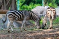 Male and female zebras feeding on grass Royalty Free Stock Photo