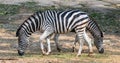 Male and female zebras feeding on grass in opposite direction Royalty Free Stock Photo