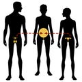 Male and females body silhouette and reproductive system. Surrogacy and in vitro fertilization, Isolated perfect image symbols on Royalty Free Stock Photo