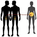 Male and females body silhouette and reproductive system. Surrogacy and in vitro fertilization, Isolated perfect image symbols on Royalty Free Stock Photo