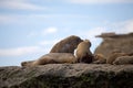 Sea lions on the rock in the Valdes Peninsula, Atlantic Ocean, Argentina Royalty Free Stock Photo