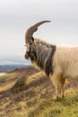 Male feral mountain goat head on with large horns portrait