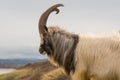 Male feral mountain goat head on with large horns in profile