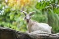 Male feral mountain goat walking on rocks - Goat with horns on a farm