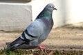 Male feral pigeon