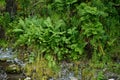 The male fern - Dryopteris filix Mas L.