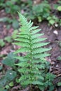 Male fern single frond