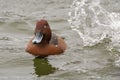 Male Ferruginous Duck Aythia nyroca in winter Royalty Free Stock Photo