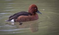 Male Ferruginous Duck Royalty Free Stock Photo