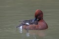 Male Ferruginous Duck Preening Royalty Free Stock Photo