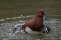 Male Ferruginous Duck Washing Royalty Free Stock Photo