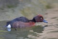 A Male Ferruginous Pochard, Aythya nyroca