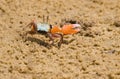 Male Fiddler Crab