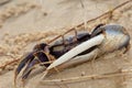 Male fiddler crab Afruca tangeri on the sand.