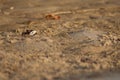 Male fiddler crab Afruca tangeri on the sand.