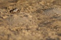 Male fiddler crab Afruca tangeri on the sand.