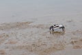 Male fiddler crab Afruca tangeri on the sand.