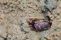 Male fiddler crab at the entrance to the burrow.