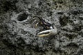 male fiddler crab in the mud with huge claw Royalty Free Stock Photo