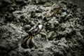 male fiddler crab in the mud with huge claw Royalty Free Stock Photo