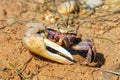 Fiddler Crab Male at the Ria Formosa Natural Park, Portugal. Royalty Free Stock Photo