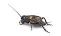 Male field cricket, isolated Royalty Free Stock Photo