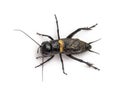 Male field cricket, isolated Royalty Free Stock Photo