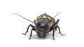 Male field cricket, isolated Royalty Free Stock Photo