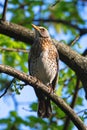 male fieldfare perched on tree