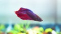 Male fighter fish or Siamese fighting fish or Betta splendens inside the aquarium. Royalty Free Stock Photo