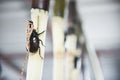 Male Fighting Beetle on sugarcane.Prepare for battle in animals gambling.Fighting beetle is famous game in asia culture.Soft focus