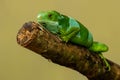 Male Fiji banded iguana Brachylophus fasciatus on Viti Levu Is Royalty Free Stock Photo