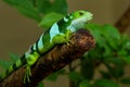 Male Fiji banded iguana Brachylophus fasciatus on Viti Levu Is Royalty Free Stock Photo