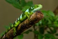 Male Fiji banded iguana Brachylophus fasciatus on Viti Levu Is Royalty Free Stock Photo