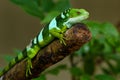 Male Fiji banded iguana Brachylophus fasciatus on Viti Levu Is Royalty Free Stock Photo