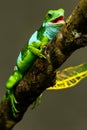 Male Fiji banded iguana Brachylophus fasciatus on Viti Levu Is Royalty Free Stock Photo