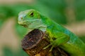 Male Fiji banded iguana Brachylophus fasciatus on Viti Levu Is Royalty Free Stock Photo