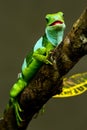 Male Fiji banded iguana Brachylophus fasciatus on Viti Levu Is Royalty Free Stock Photo