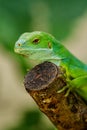 Male Fiji banded iguana Brachylophus fasciatus on Viti Levu Is Royalty Free Stock Photo