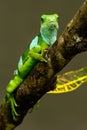 Male Fiji banded iguana & x28;Brachylophus fasciatus& x29; on Viti Levu Is Royalty Free Stock Photo